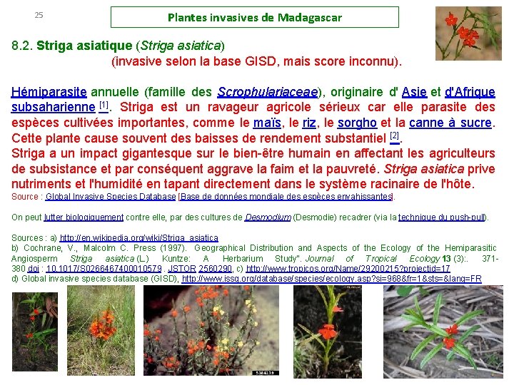 25 Plantes invasives de Madagascar 8. 2. Striga asiatique (Striga asiatica) (invasive selon la