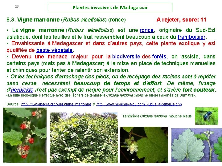 26 Plantes invasives de Madagascar 8. 3. Vigne marronne (Rubus alceifolius) (ronce) A rejeter,