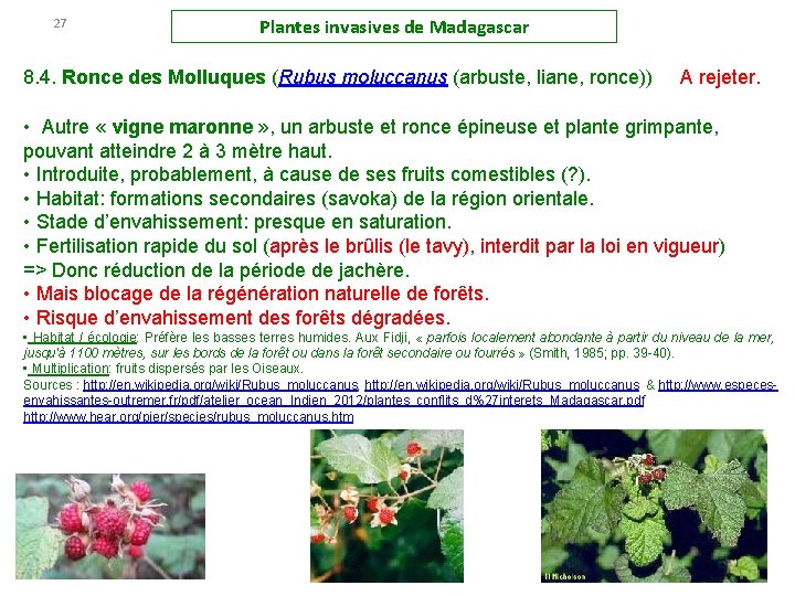 27 Plantes invasives de Madagascar 8. 4. Ronce des Molluques (Rubus moluccanus (arbuste, liane,