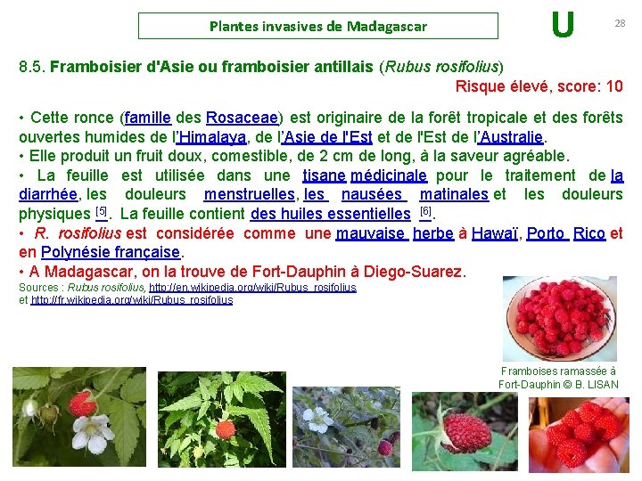Plantes invasives de Madagascar U 28 8. 5. Framboisier d'Asie ou framboisier antillais (Rubus
