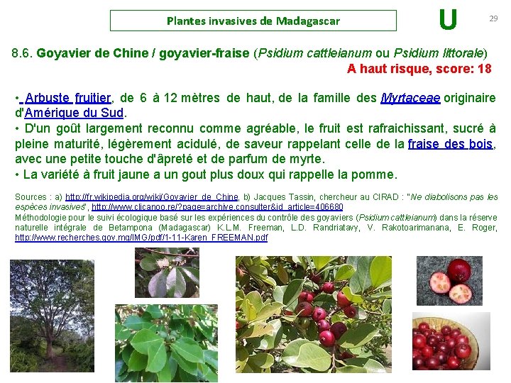 Plantes invasives de Madagascar U 29 8. 6. Goyavier de Chine / goyavier-fraise (Psidium