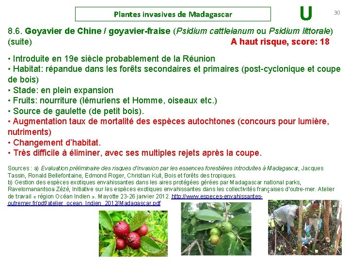 Plantes invasives de Madagascar U 30 8. 6. Goyavier de Chine / goyavier-fraise (Psidium