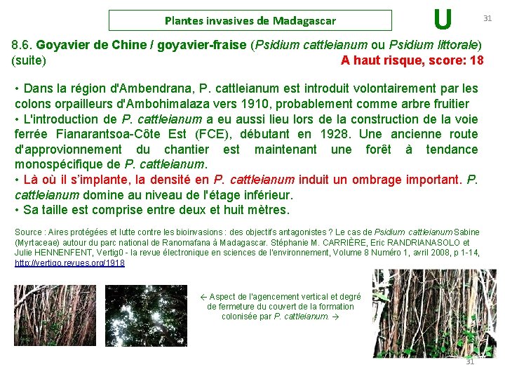 Plantes invasives de Madagascar U 31 8. 6. Goyavier de Chine / goyavier-fraise (Psidium