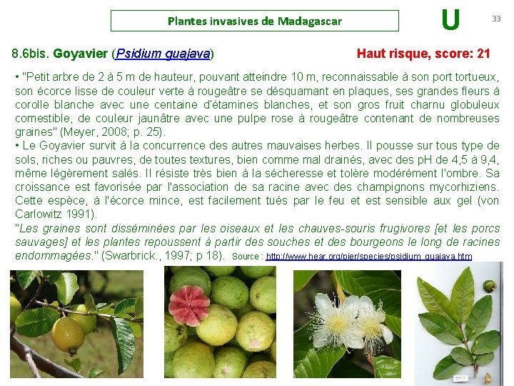 Plantes invasives de Madagascar U 33 8. 6 bis. Goyavier (Psidium guajava) Haut risque,