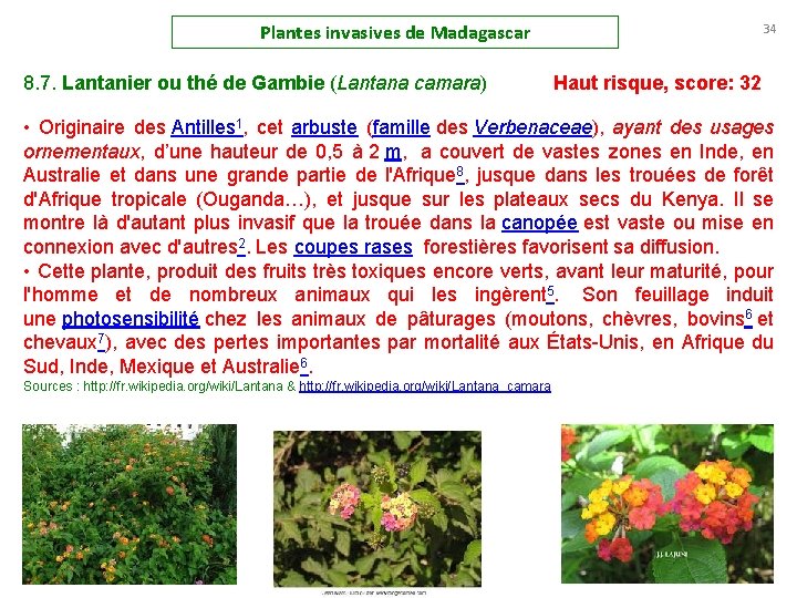 Plantes invasives de Madagascar 34 8. 7. Lantanier ou thé de Gambie (Lantana camara)