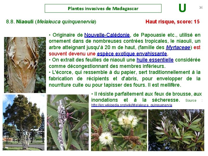 Plantes invasives de Madagascar U 36 8. 8. Niaouli (Melaleuca quinquenervia) Haut risque, score: