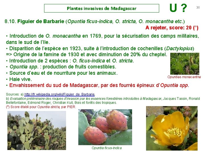 Plantes invasives de Madagascar U ? 38 8. 10. Figuier de Barbarie (Opuntia ficus