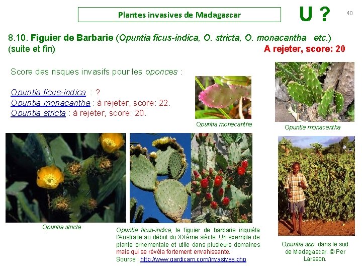 Plantes invasives de Madagascar U ? 40 8. 10. Figuier de Barbarie (Opuntia ficus