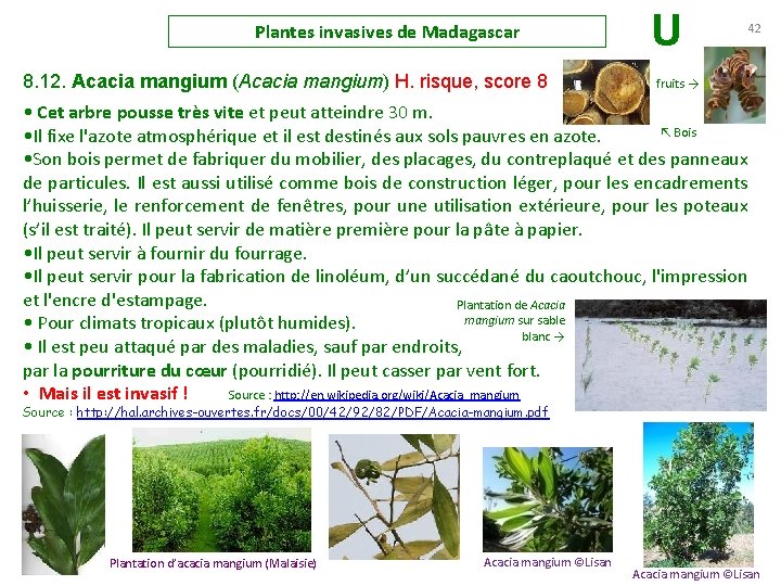 Plantes invasives de Madagascar 8. 12. Acacia mangium (Acacia mangium) H. risque, score 8