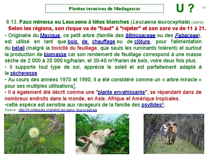 Plantes invasives de Madagascar U ? 44 8. 13. Faux mimosa ou Leucaene à