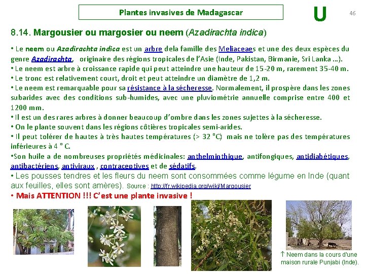 Plantes invasives de Madagascar U 46 8. 14. Margousier ou margosier ou neem (Azadirachta