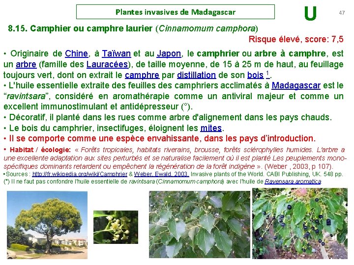 Plantes invasives de Madagascar U 47 8. 15. Camphier ou camphre laurier (Cinnamomum camphora)