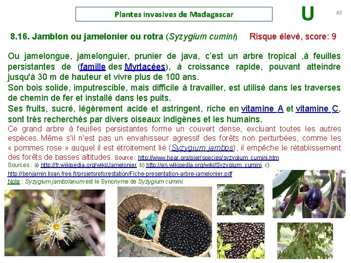 Plantes invasives de Madagascar U 48 8. 16. Jamblon ou jamelonier ou rotra (Syzygium