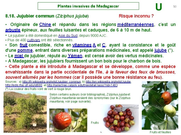 U Plantes invasives de Madagascar 50 8. 18. Jujubier commun (Ziziphus jujuba) Risque inconnu