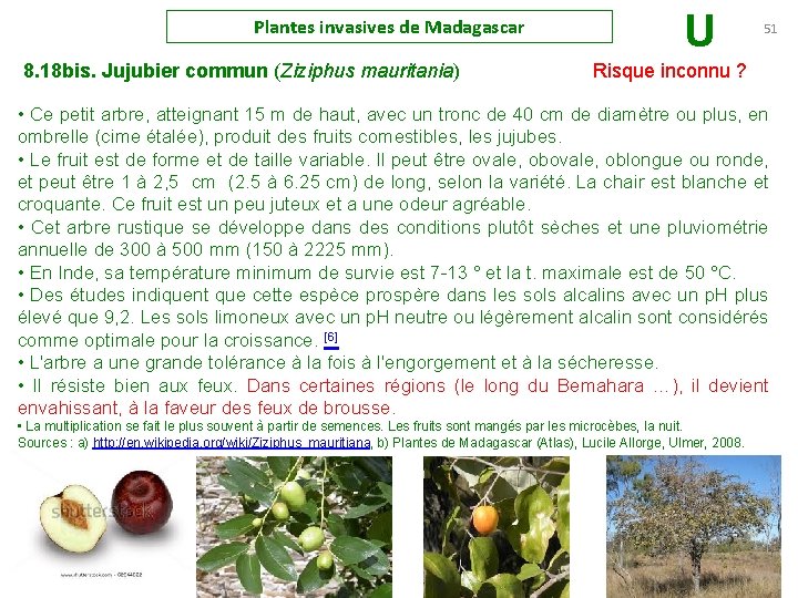 Plantes invasives de Madagascar U 51 8. 18 bis. Jujubier commun (Ziziphus mauritania) Risque