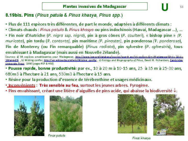 U Plantes invasives de Madagascar 8. 19 bis. Pins (Pinus patula & Pinus khasya,