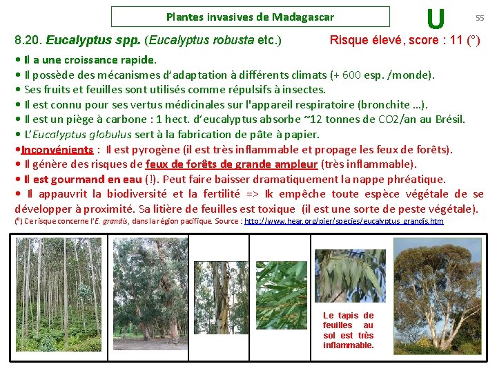 Plantes invasives de Madagascar U 55 8. 20. Eucalyptus spp. (Eucalyptus robusta etc. )