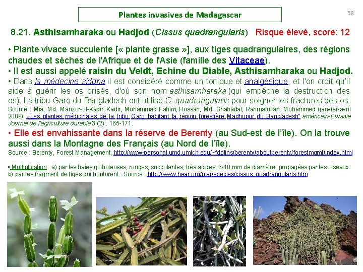 Plantes invasives de Madagascar 58 8. 21. Asthisamharaka ou Hadjod (Cissus quadrangularis) Risque élevé,