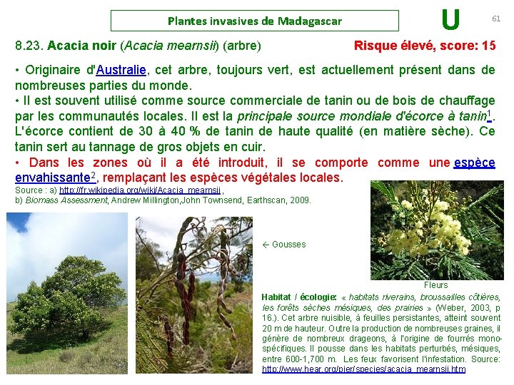 Plantes invasives de Madagascar U 61 8. 23. Acacia noir (Acacia mearnsii) (arbre) Risque