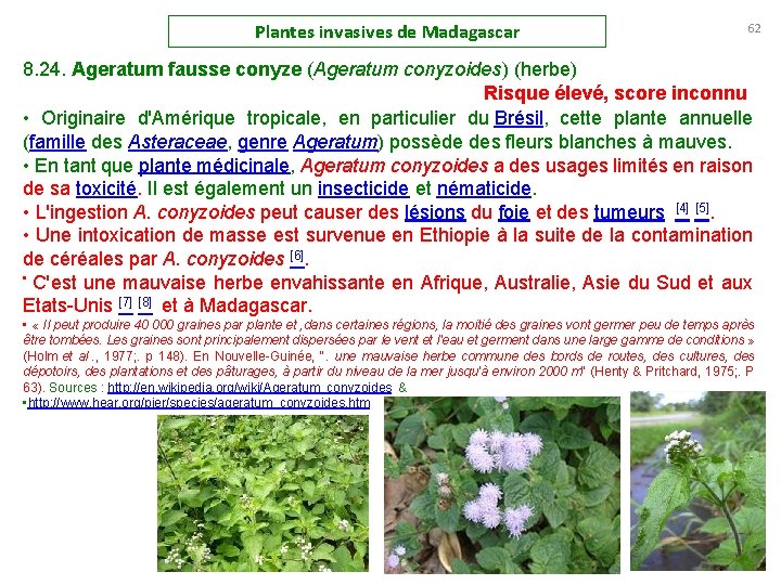 Plantes invasives de Madagascar 62 8. 24. Ageratum fausse conyze (Ageratum conyzoides) (herbe) Risque