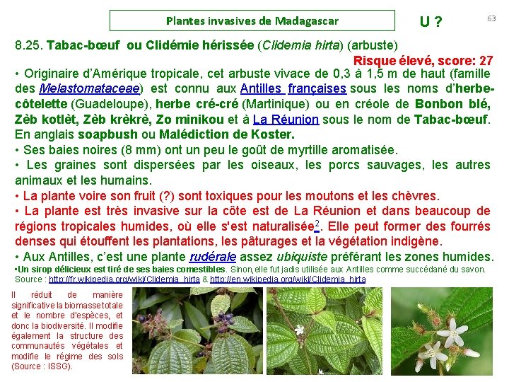 Plantes invasives de Madagascar U ? 63 8. 25. Tabac-bœuf ou Clidémie hérissée (Clidemia