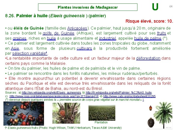 Plantes invasives de Madagascar U 64 8. 26. Palmier à huile (Elaeis guineensis )