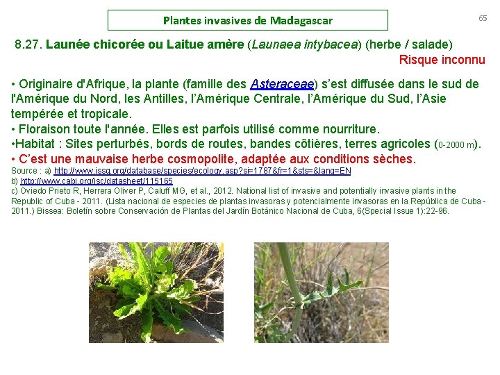 Plantes invasives de Madagascar 65 8. 27. Launée chicorée ou Laitue amère (Launaea intybacea)