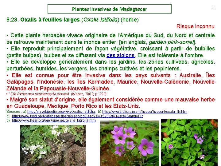Plantes invasives de Madagascar 66 8. 28. Oxalis à feuilles larges (Oxalis latifolia) (herbe)