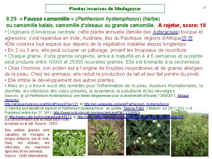 Plantes invasives de Madagascar 67 8. 29. « Fausse camomille » (Parthenium hysterophorus) (herbe)