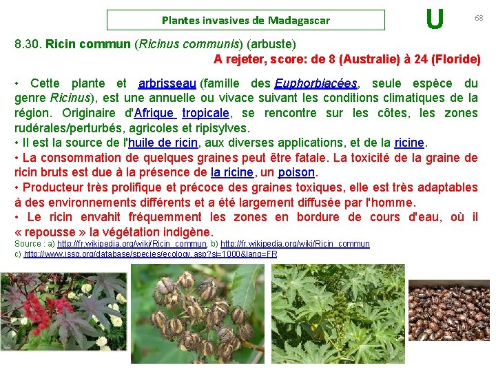 Plantes invasives de Madagascar U 68 8. 30. Ricin commun (Ricinus communis) (arbuste) A