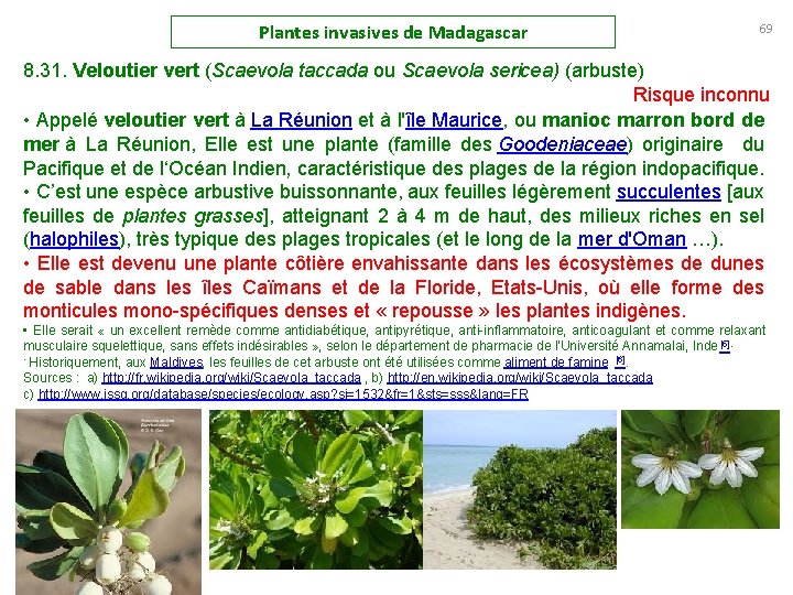 Plantes invasives de Madagascar 69 8. 31. Veloutier vert (Scaevola taccada ou Scaevola sericea)