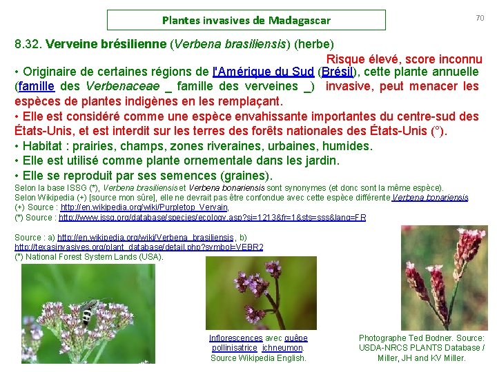 Plantes invasives de Madagascar 70 8. 32. Verveine brésilienne (Verbena brasiliensis) (herbe) Risque élevé,