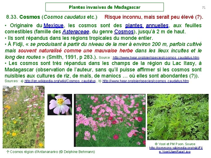 Plantes invasives de Madagascar 71 8. 33. Cosmos (Cosmos caudatus etc. ) Risque inconnu,