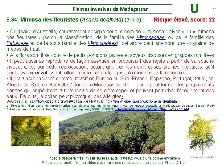 Plantes invasives de Madagascar U 72 8. 34. Mimosa des fleuristes (Acacia dealbata) (arbre)