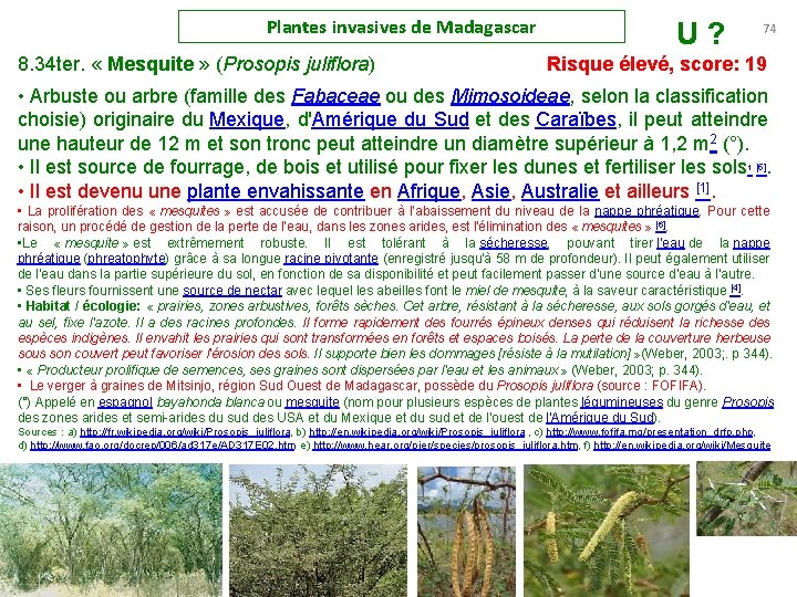 Plantes invasives de Madagascar U ? 74 8. 34 ter. « Mesquite » (Prosopis