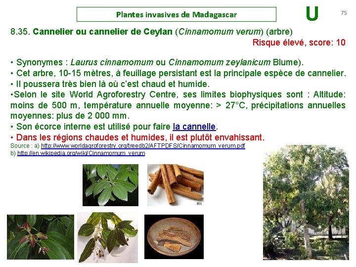 Plantes invasives de Madagascar U 75 8. 35. Cannelier ou cannelier de Ceylan (Cinnamomum