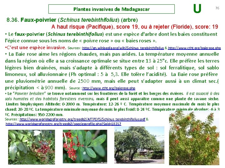 Plantes invasives de Madagascar U 76 8. 36. Faux-poivrier (Schinus terebinthifolius) (arbre) A haut