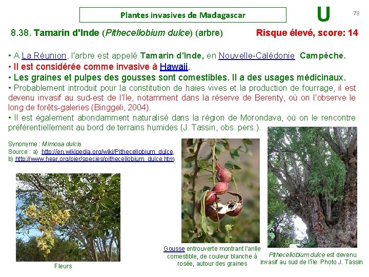 Plantes invasives de Madagascar U 78 8. 38. Tamarin d'Inde (Pithecellobium dulce) (arbre) Risque