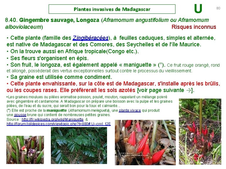 Plantes invasives de Madagascar U 80 8. 40. Gingembre sauvage, Longoza (Aframomum angustifolium ou