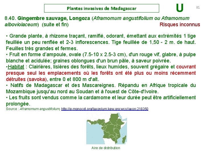 Plantes invasives de Madagascar U 81 8. 40. Gingembre sauvage, Longoza (Aframomum angustifolium ou