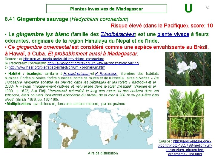 U Plantes invasives de Madagascar 82 8. 41 Gingembre sauvage (Hedychium coronarium) Risque élevé