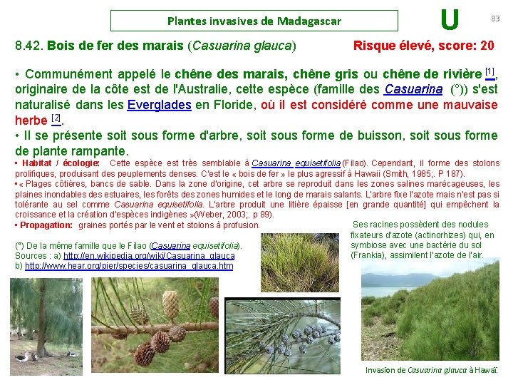 Plantes invasives de Madagascar U 83 8. 42. Bois de fer des marais (Casuarina
