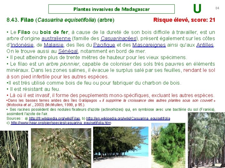 Plantes invasives de Madagascar U 84 8. 43. Filao (Casuarina equisetifolia) (arbre) Risque élevé,