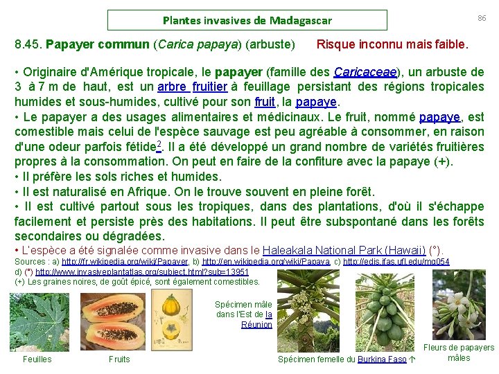 Plantes invasives de Madagascar 86 8. 45. Papayer commun (Carica papaya) (arbuste) Risque inconnu