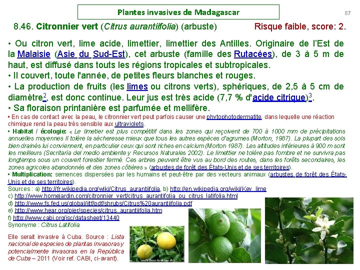 Plantes invasives de Madagascar 87 8. 46. Citronnier vert (Citrus aurantiifolia) (arbuste) Risque faible,