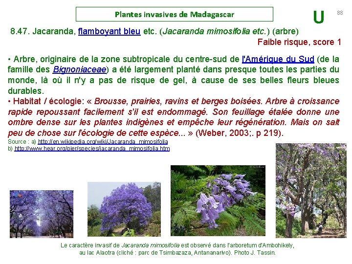 Plantes invasives de Madagascar U 88 8. 47. Jacaranda, flamboyant bleu etc. (Jacaranda mimosifolia