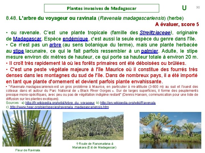 Plantes invasives de Madagascar U 90 8. 48. L'arbre du voyageur ou ravinala (Ravenala