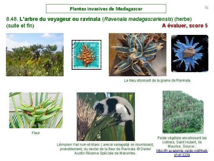 Plantes invasives de Madagascar 91 8. 48. L'arbre du voyageur ou ravinala (Ravenala madagascariensis)