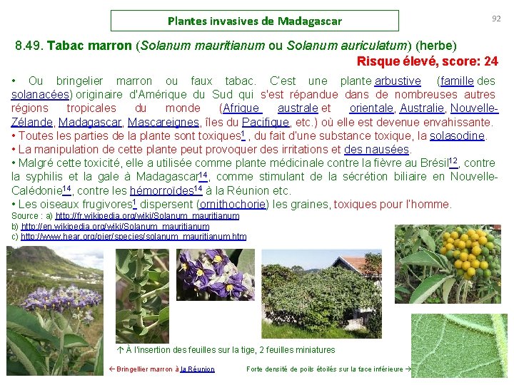 Plantes invasives de Madagascar 92 8. 49. Tabac marron (Solanum mauritianum ou Solanum auriculatum)