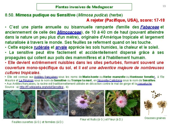 Plantes invasives de Madagascar 93 8. 50. Mimosa pudique ou Sensitive (Mimosa pudica) (herbe)